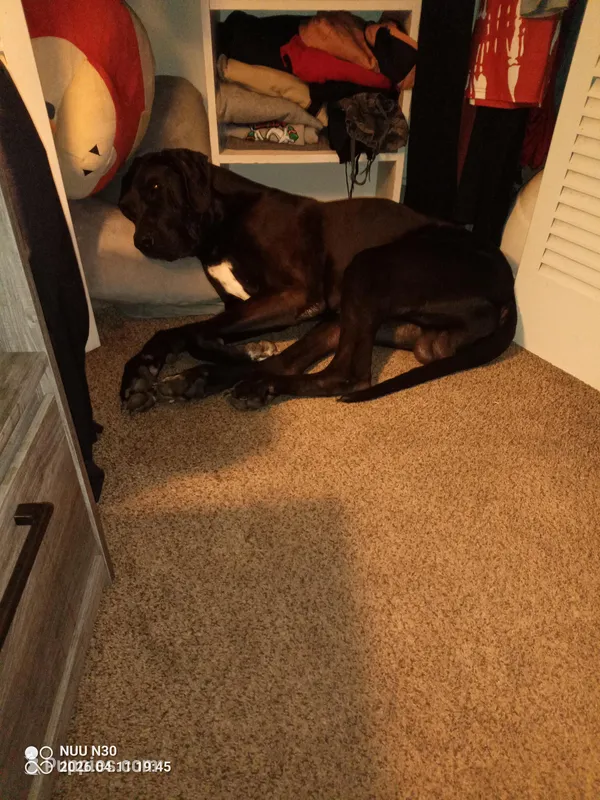 Red- Not $100 but actually free – Great Dane puppy for sale in Fort Worth, TX