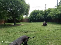 Red- Not $100 but actually free, a male Great Dane for sale in Fort Worth, TX – Photo 4 of 4