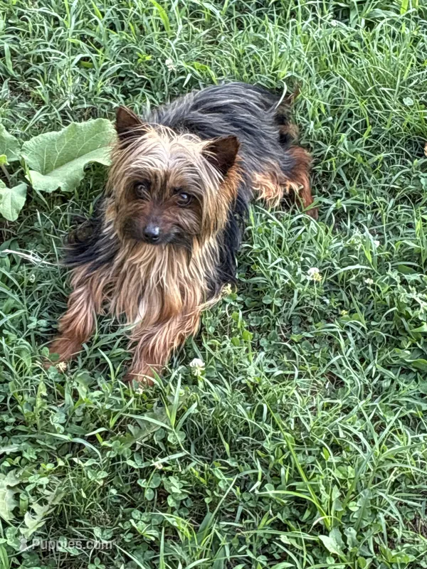 Josiah  – Yorkshire Terrier puppy for sale in Dundalk, MD