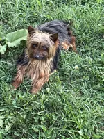 Josiah , a male Yorkshire Terrier for sale in Dundalk, MD – 1 of 3