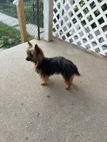 Josiah , a male Yorkshire Terrier for sale in Dundalk, MD – 2 of 3