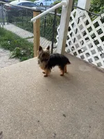 Josiah , a male Yorkshire Terrier for sale in Dundalk, MD – 3 of 3