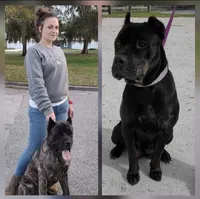 Duke, a male Cane Corso for sale in Coshocton, OH – Photo 3 of 4