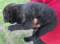 Duke, a male Cane Corso for sale in Coshocton, OH – Photo 4 of 4