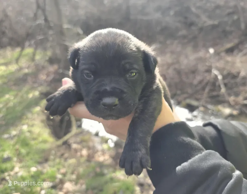 Duke – Cane Corso puppy for sale in Coshocton, OH