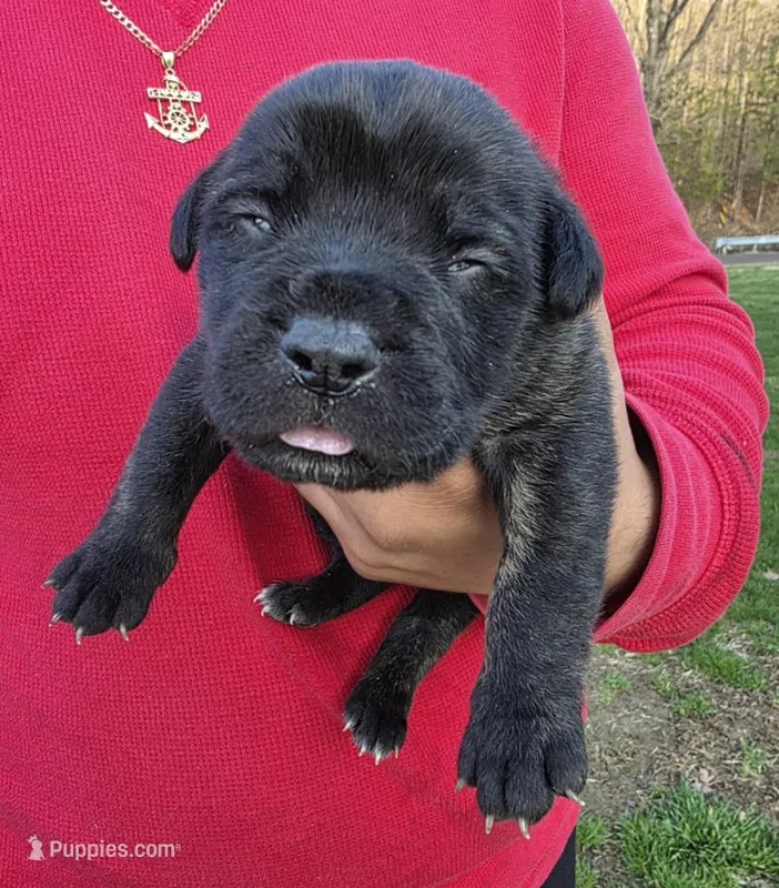 Duke – Cane Corso puppy for sale in Coshocton, OH