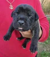 Duke, a male Cane Corso for sale in Coshocton, OH – Photo 1 of 4