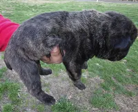 Daisy , a female Cane Corso for sale in Coshocton, OH – Photo 3 of 4