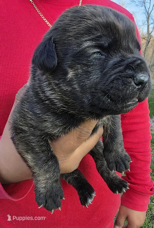 Daisy  – Cane Corso puppy for sale in Coshocton, OH