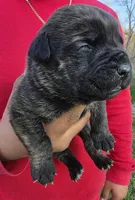 Daisy , a female Cane Corso for sale in Coshocton, OH – Photo 1 of 4