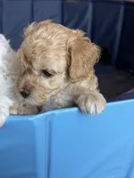 Jack, a male Miniature Goldendoodle for sale in Omaha, NE – 3 of 3