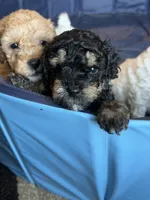 Gouda, a male Miniature Goldendoodle for sale in Omaha, NE – 4 of 5