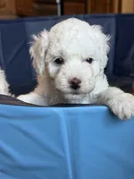 Brie , a female Miniature Goldendoodle for sale in Omaha, NE – 2 of 4