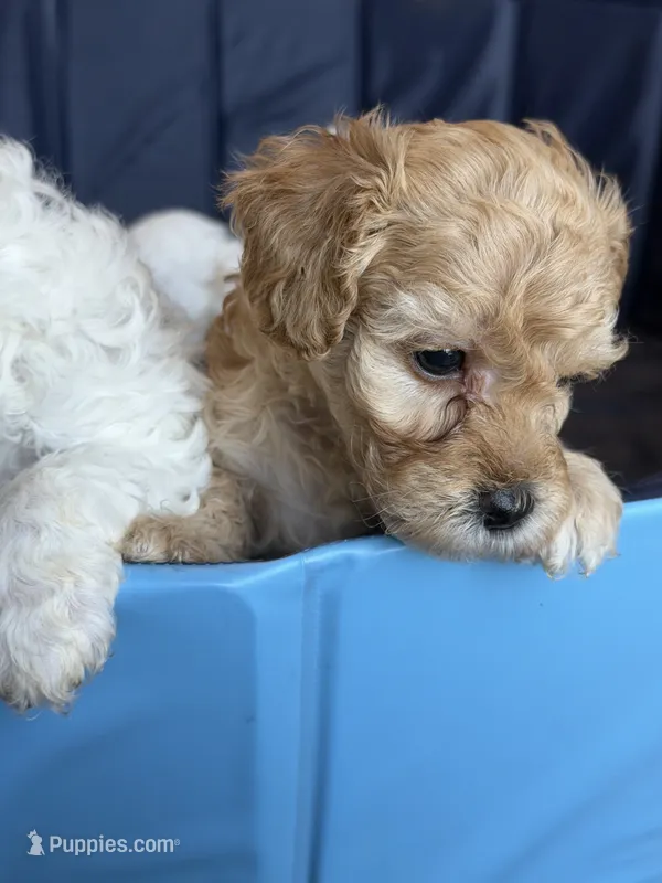 Jack – Miniature Goldendoodle puppy for sale in Omaha, NE