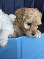Jack, a male Miniature Goldendoodle for sale in Omaha, NE – 1 of 3