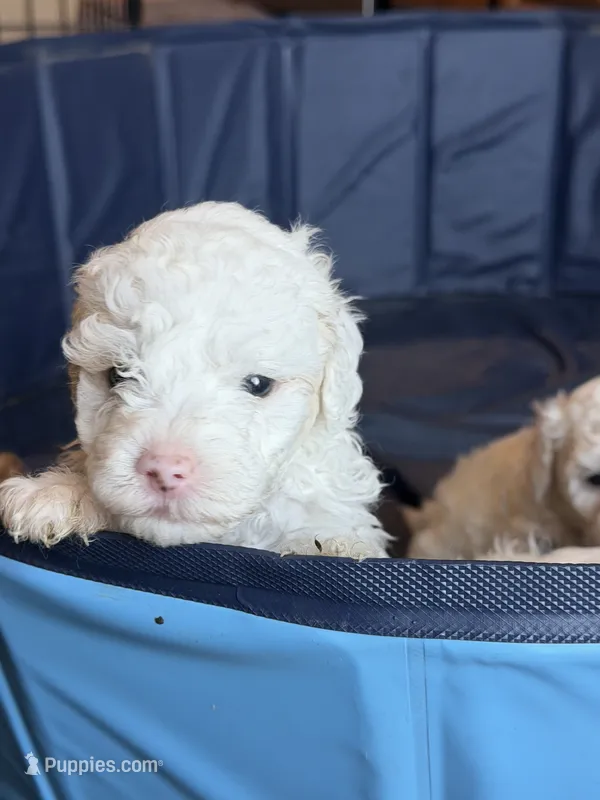 Bleu – Miniature Goldendoodle puppy for sale in Omaha, NE