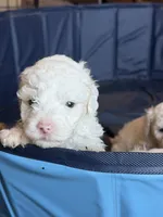 Bleu, a male Miniature Goldendoodle for sale in Omaha, NE – 1 of 2