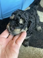 Gouda, a male Miniature Goldendoodle for sale in Omaha, NE – 3 of 5