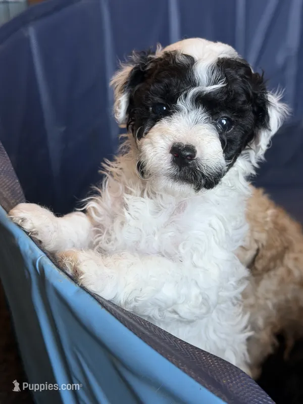 Colby – Miniature Goldendoodle puppy for sale in Omaha, NE