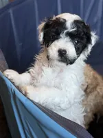 Colby, a male Miniature Goldendoodle for sale in Omaha, NE – 1 of 4