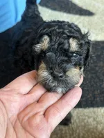 Gouda, a male Miniature Goldendoodle for sale in Omaha, NE – 5 of 5