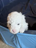 Bleu, a male Miniature Goldendoodle for sale in Omaha, NE – 2 of 2