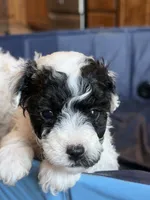 Colby, a male Miniature Goldendoodle for sale in Omaha, NE – 2 of 4