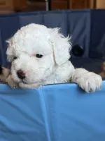 Brie , a female Miniature Goldendoodle for sale in Omaha, NE – 4 of 4