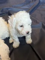 Brie , a female Miniature Goldendoodle for sale in Omaha, NE – 1 of 4