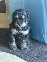 Gouda, a male Miniature Goldendoodle for sale in Omaha, NE – 1 of 5