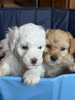 Brie , a female Miniature Goldendoodle for sale in Omaha, NE – 3 of 4