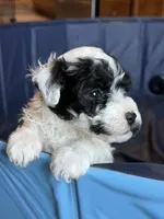 Colby, a male Miniature Goldendoodle for sale in Omaha, NE – 4 of 4