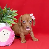 Dani, a female Miniature Dachshund for sale in Syracuse, IN – Photo 4 of 5
