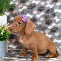 Dani, a female Miniature Dachshund for sale in Syracuse, IN – Photo 3 of 5