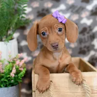 Dani, a female Miniature Dachshund for sale in Syracuse, IN – Photo 1 of 5
