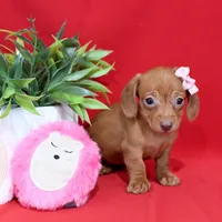 Dani, a female Miniature Dachshund for sale in Syracuse, IN – Photo 5 of 5