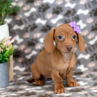 Dani, a female Miniature Dachshund for sale in Syracuse, IN – Photo 2 of 5