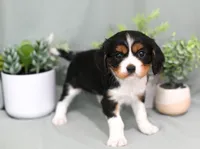 Drake, a male Cavalier King Charles Spaniel for sale in Syracuse, IN – 2 of 2