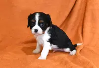 Kayden, a male Cavalier King Charles Spaniel for sale in Syracuse, IN – Photo 4 of 5