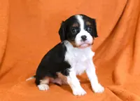 Kayden, a male Cavalier King Charles Spaniel for sale in Syracuse, IN – Photo 5 of 5