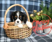 Kayden, a male Cavalier King Charles Spaniel for sale in Syracuse, IN – Photo 1 of 5