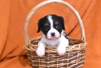 Kayden, a male Cavalier King Charles Spaniel for sale in Syracuse, IN – Photo 3 of 5