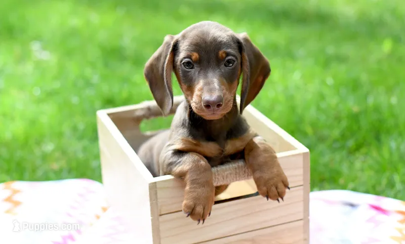 Major – Miniature Dachshund puppy for sale in Syracuse, IN
