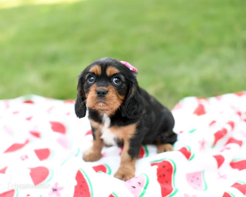 Nova – Cavalier King Charles Spaniel puppy for sale in Syracuse, IN