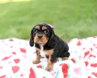 Nova, a female Cavalier King Charles Spaniel for sale in Syracuse, IN – 1 of 3