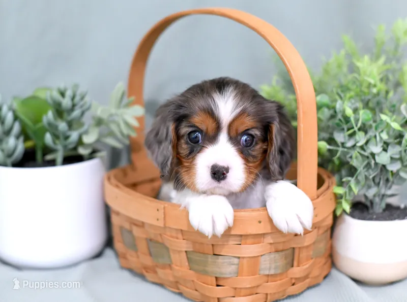 Diego – Cavalier King Charles Spaniel puppy for sale in Syracuse, IN