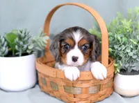 Diego, a male Cavalier King Charles Spaniel for sale in Syracuse, IN – 1 of 2