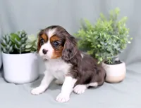 Diego, a male Cavalier King Charles Spaniel for sale in Syracuse, IN – 2 of 2
