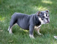 Remy, a female Olde English Bulldogge for sale in Syracuse, IN – 2 of 5