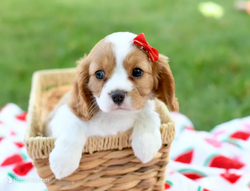 Macy – Cavalier King Charles Spaniel puppy for sale in Syracuse, IN